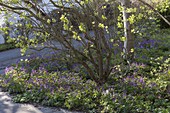 Lathyrus vernus (Spring vetch) as ground cover