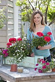 Frau bepflanzt Balkonkasten mit Pelargonium zonale Classic 'Atlantis'