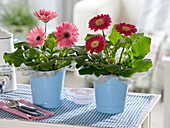 Gerbera with lace cuff in blue tin pots