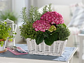 White basket bouquet with hydrangea (hydrangea), rosemary (rosmarinus)