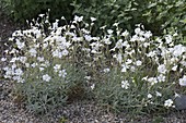 Cerastium arvense (Hornkraut)