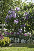 Syringa vulgaris 'Katharine Havemeyer' (Lilac), Tulipa (Tulips)