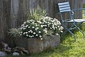 Granite trough planted with Argyranthemum 'Stella 2000' (daisies), Holcus