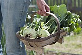 Freshly harvested kohlrabi (Brassica oleracea var gongylodes)