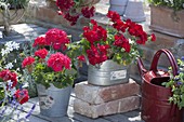 Pelargonium zonale Classic 'Atlantis' 'Dark Red' (Stehenden Geranien)