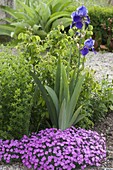 Dianthus gratianopolitanus 'Eydangeri' (Pentecostal carnation) with Iris germanica