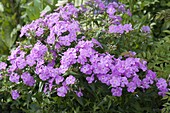 Phlox glaberrima 'Morris Berd' (Vorsommer - Phlox)