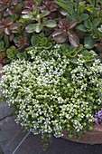 Thymus serpyllum 'Albus' (White Carpet Thyme)