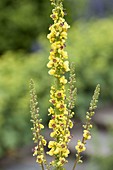 Verbascum chaixii (mullein)