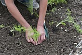 Planting fennel in the vegetable patch (4/6)