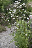 Flowering Valerian (Valeriana), Hildegard von Bingen medicinal herb