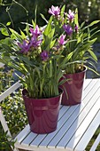 Curcuma alismatifolia in red metal buckets