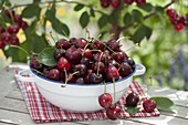 Freshly picked cherries (Prunus avium) in enamel bowl