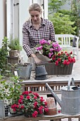 Woman planting a basket box with Impatiens walleriana 'Cherry Pink'