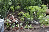 Sommerbeet mit einjaehrigen Sommerblumen bepflanzen