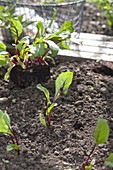 Planting red beetroot seedlings