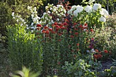 Summer bed with woody plants and perennials: Lychnis chalcedonica
