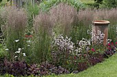 Penstemon 'Huskers Red' (Bartfaden), Heuchera (Purpurglöckchen), Rosa