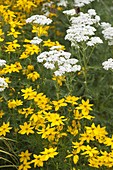 Beet mit Coreopsis vertillata 'Grandiflora' (Mädchenauge) und Achillea