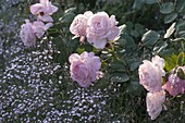 Rosa 'Clair' (Renaissance - Rose), öfterblühend, starker Duft