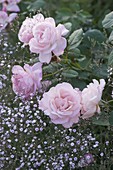 Rosa 'Clair' (Renaissance-Rose), öfterblühend, starker Duft