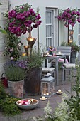 Rosen - Hochstaemme mit Ramblerrose 'Super Excelsa' auf der Terrasse