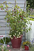 Raspberry 'Sanibelle' (Rubus idaeus), Calibrachoa 'Lemon Ice'