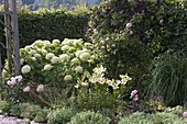 Hydrangea arborescens 'Annabelle' (Strauch - Hortensie), Lilium asiaticum