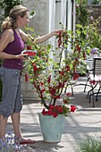 Red currant 'Rolan' (Ribes rubrum) with Pelargonium (geraniums)