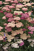 Achillea millefolium hybrid 'Excel' (Yarrow)