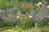 Beet mit Oregano (Origanum vulgare) und Hemerocallis (Taglilien)