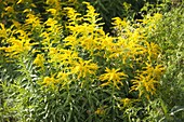 Solidago hybride 'Radiant Crown' (Goldenrod)