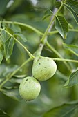 Walnut (Juglans regia)