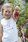 Girl picking currants (Ribes rubrum)