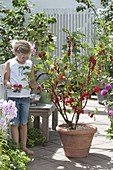 Girl picks currants (Ribes rubrum)