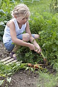 Girl harvesting carrots, carrots (Daucus carota) in the vegetable bed