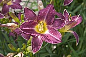 Hemerocallis 'Berlin Lavender' (Daylily)