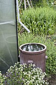 Collect rainwater from the greenhouse downpipe in brown earthenware barrel