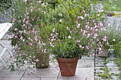 Gaura Lindheimeri 'Rosy Jane' (magnificent candle) in a clay pot