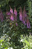 Astilbe chinensis 'Purpurlanze' (Purple lance) in a shade bed