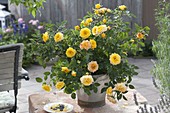 Rosa 'Yellow Pagoda' (dwarf rose) from Poulsen