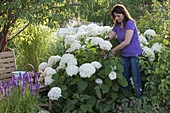 Frau schneidet Blüten von Hydrangea arborescens 'Annabelle'