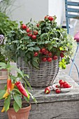 Basket with bush tomato 'Balkonstar', snack paprika 'Luigi f1'