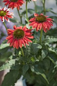 Echinacea purpurea Sombrero 'Salsa' (Roter Sonnenhut) im türkisen Topf