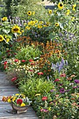 Buntes Sommerbeet mit Helianthus (Sonnenblumen), Helenium (Sonnenbraut