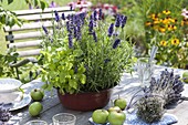 Old enameled bowl planted with lavender 'Hidcote Blue'