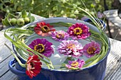 Flowers of Zinnia (zinnias) floating in a pot with water