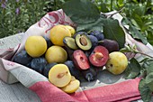 Triple plums-yellow, blue and dark red plums (Prunus domestica)