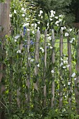 Woman planting vetches on rural picket fence