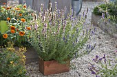 Blue and pink hyssop (Hyssopus officinalis) in terracotta boxes on gravel